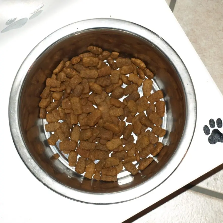 dog food bowl