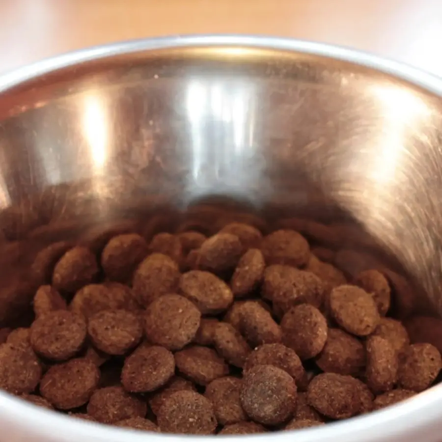 dog food bowl