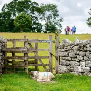 Galvanized Farm Gate, 12 ft.