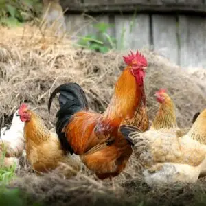 Chicken Coop with Nesting Box, 6-Hen