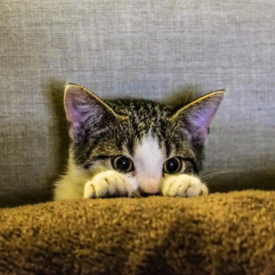 kitten