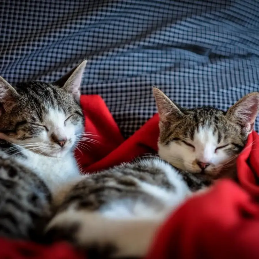 kitten