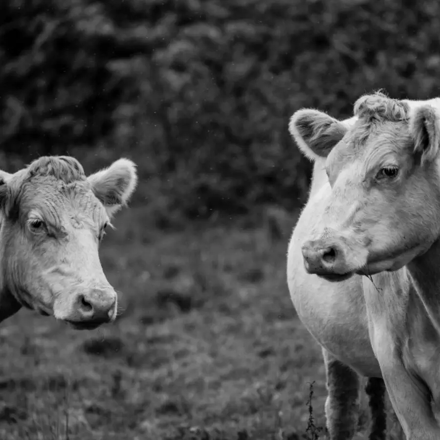 cattle