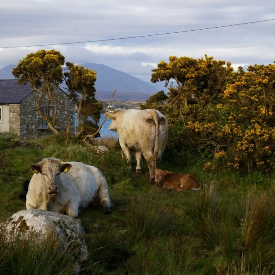 cattle
