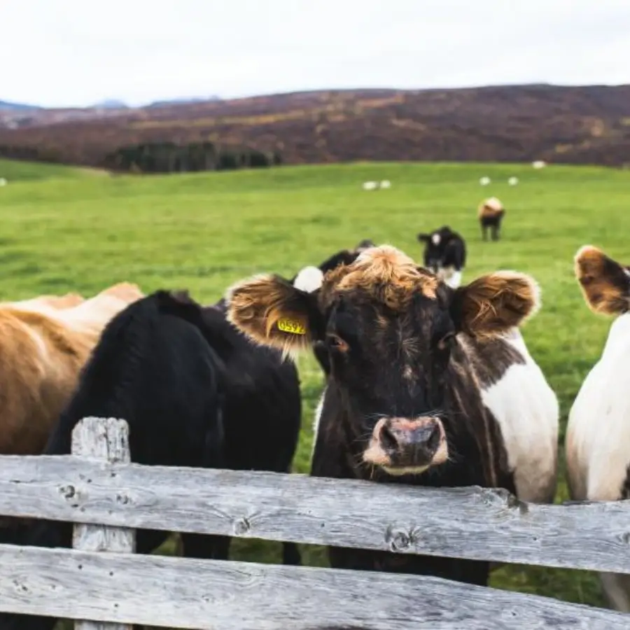 cattle