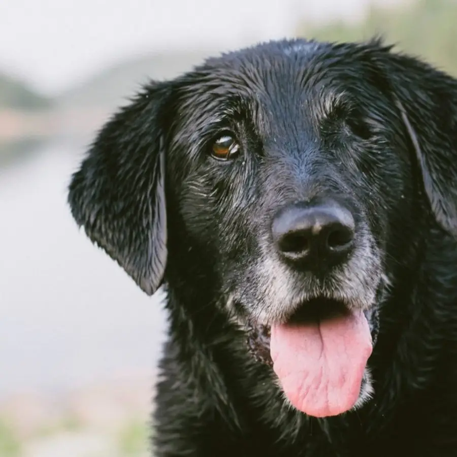 dog portrait