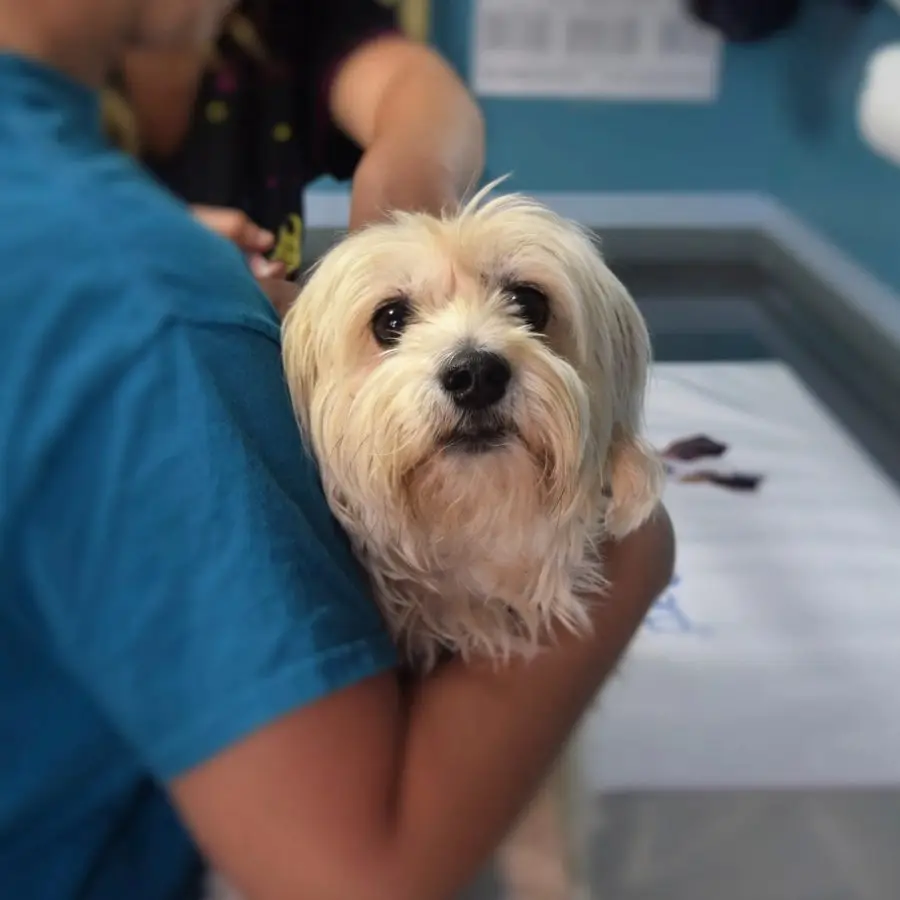 veterinarian dog