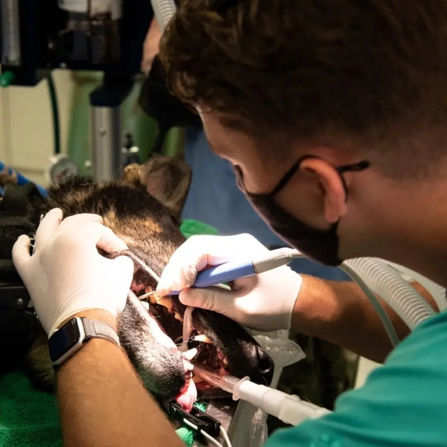 veterinarian dog
