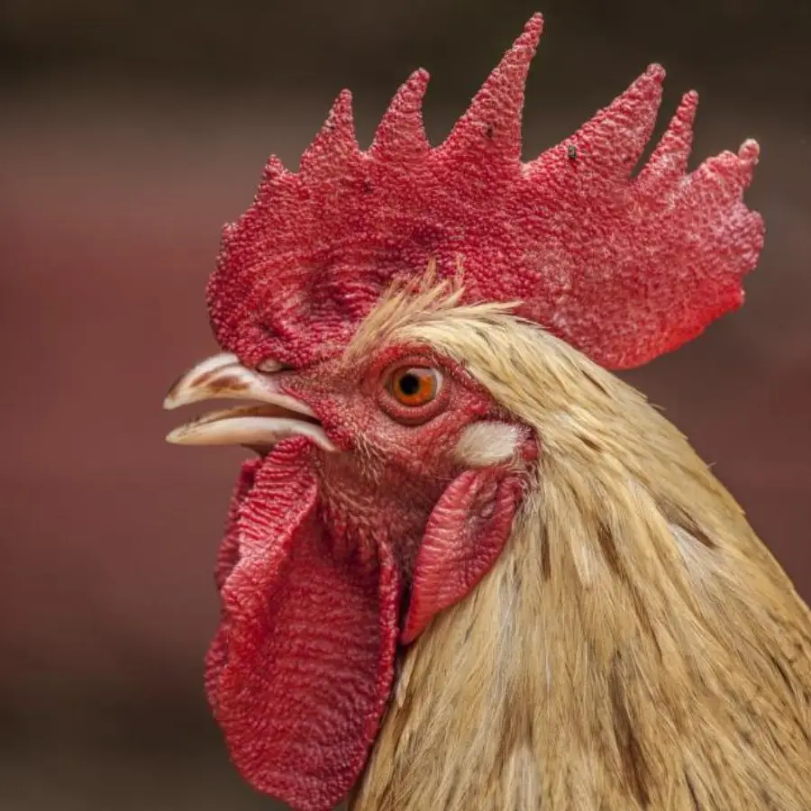 chickens
