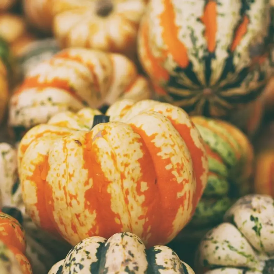 fall harvest