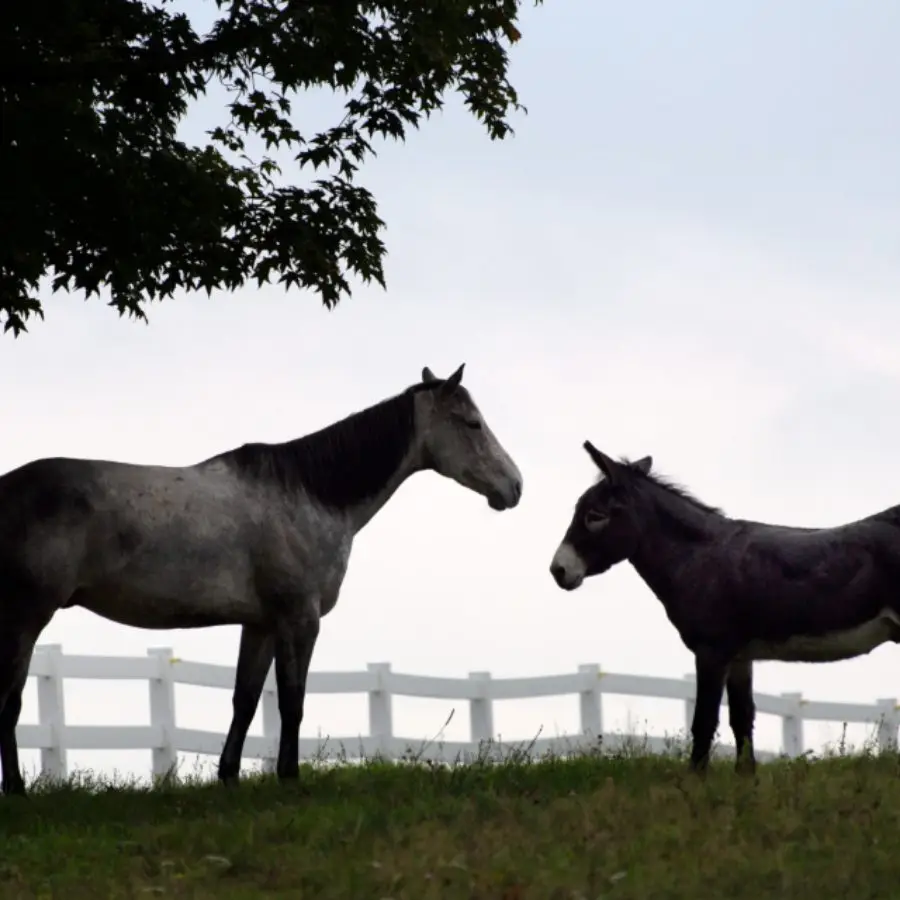 ranch horses